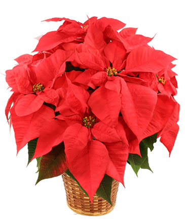 Vibrant Red Poinsettia Flowering Plant in Maryville, TN | HARTMAN'S FLOWERS & GIFTS